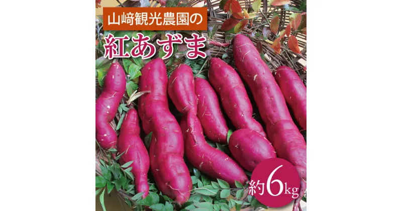 【ふるさと納税】山崎観光農園の紅あずま　約6kg(AU010)