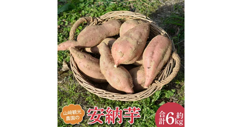 【ふるさと納税】山崎観光農園の安納芋　約6kg(AU013)