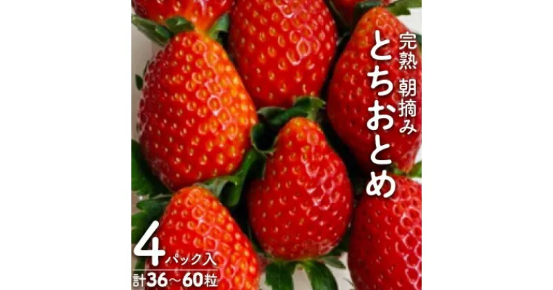 【ふるさと納税】【11月下旬より発送】鈴木ファームの★完熟★朝摘み★とちおとめ　4パック入り【配送不可地域：離島・北海道・沖縄県・九州】【1259129】