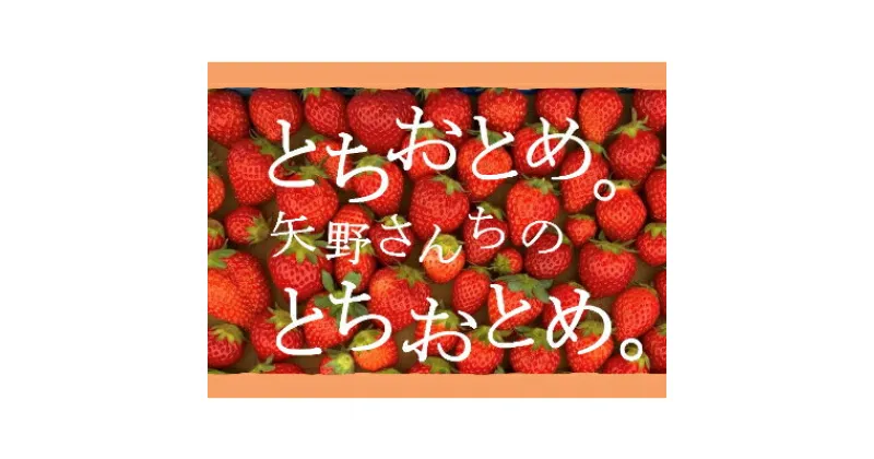 【ふるさと納税】完熟とちおとめ　レギュラータイプ　4パック(1パックあたり9～15粒)【配送不可地域：離島・北海道・沖縄県・九州】【1261216】