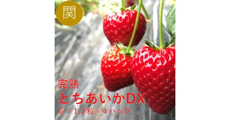 【ふるさと納税】【12月中旬から順次発送】関さんちのこだわりいちご　朝穫り完熟とちあいかDX　6～12粒×4パック【配送不可地域：離島】【1360573】