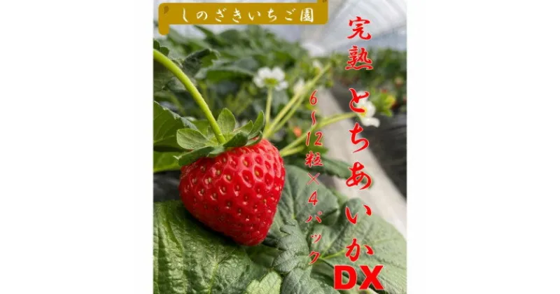 【ふるさと納税】【12月中旬から順次発送】★篠崎さんちのいちご★　もてぎの完熟とちあいかDX(6～12粒×4パック)【配送不可地域：離島・沖縄県】【1368761】