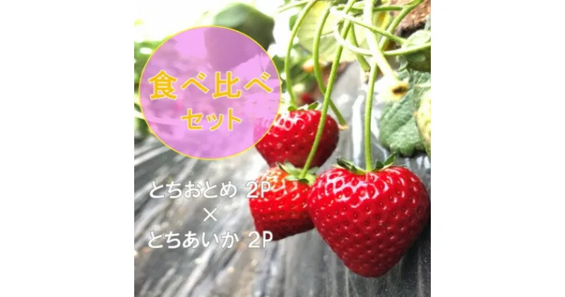 【ふるさと納税】《1月から順次発送》関さんちのこだわりいちご 朝穫り完熟とちおとめ×とちあいか食べ比べセット 4P【配送不可地域：離島・沖縄県】【1368882】