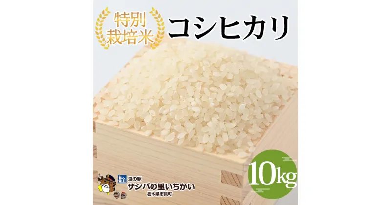 【ふるさと納税】【新米】【先行予約】特別栽培米〈コシヒカリ〉10kg ※離島への配送不可 ※2024年9月中旬頃より順次発送予定 | 国産 栃木県産 コシヒカリ 米 お米 特別栽培米 精米 白米 栃木米 とちぎ米 産地直送 送料無料