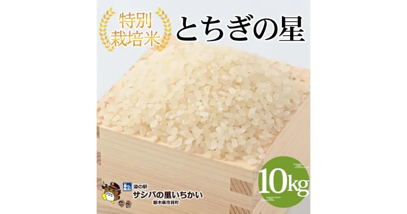 【ふるさと納税】【新米】【先行予約】特別栽培米　精米〈とちぎの星〉10kg ※離島への配送不可 ※2024年9月中旬頃より順次発送予定 | 国産 栃木県産 とちぎの星 米 お米 特別栽培米 精米 白米 栃木米 とちぎ米 米の食味ランキング特A評価 産地直送 送料無料