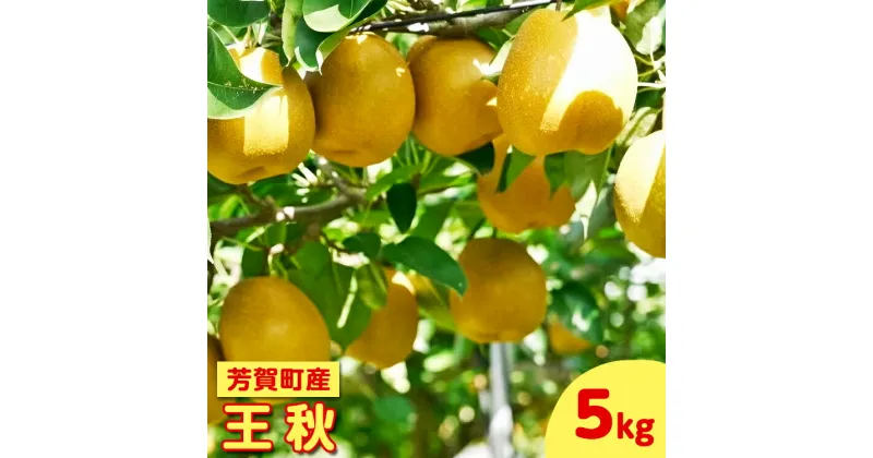 【ふるさと納税】【2024年先行予約】栃木県芳賀町産「王秋」約5kg | 梨 なし 果物 フルーツ 秋の味覚 産地直送 送料無料 栃木県芳賀町 ※2024年10月下旬～11月下旬頃に順次発送予定 ※離島への配送不可◇