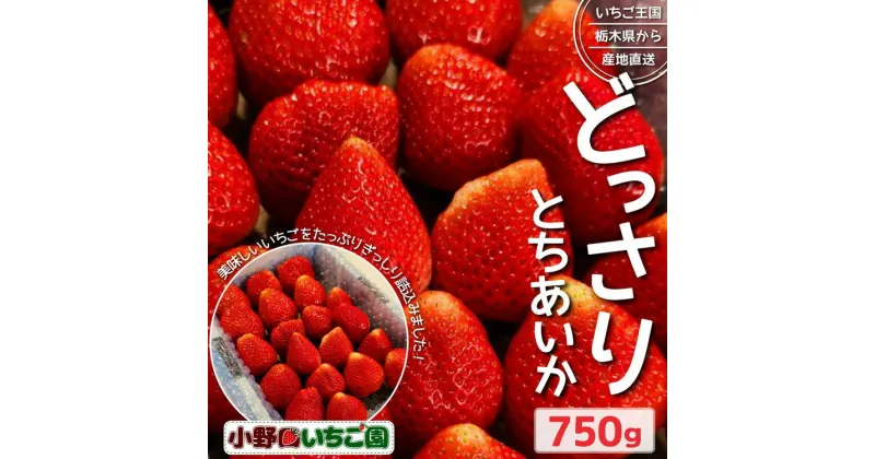 【ふるさと納税】栃木県産 どっさりとちあいか【750g】 ｜ 家庭用 完熟 朝摘み 苺 いちご イチゴ とちあいか 果物 フルーツ 秀品 栃木県 壬生町 産地直送 ※2024年11月中旬～2025年3月下旬頃に順次発送予定 ※離島への配送不可