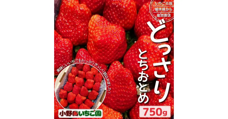 【ふるさと納税】栃木県産 どっさりとちおとめ【750g】 ｜ 家庭用 完熟 朝摘み 苺 いちご イチゴ とちおとめ 果物 フルーツ 秀品 栃木県 壬生町 産地直送 ※2024年12月中旬～2025年3月下旬頃に順次発送予定 ※離島への配送不可