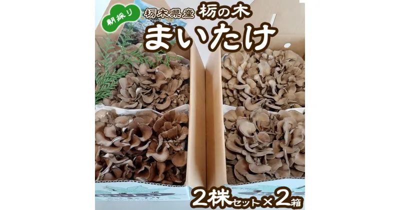 【ふるさと納税】栃の木まいたけ 朝採りまいたけ2株セット×2箱｜まいたけ 舞茸 きのこ 茸 詰め合わせ 栃木県 高根沢町産　送料無料　※北海道・沖縄・離島への配送不可