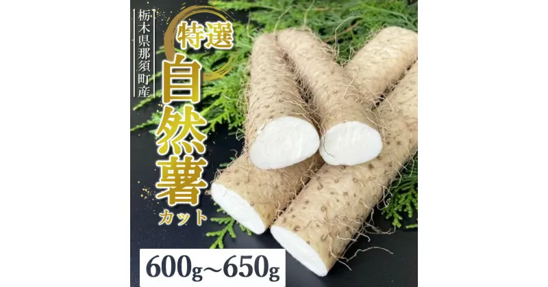 【ふるさと納税】那須町産 自然薯（カット）600g～650g ｜カット お土産 贈り物 ご自宅用 とろろ とろろご飯 山芋 健康 国産 産地直送 那須 栃木県 那須町〔P-151〕