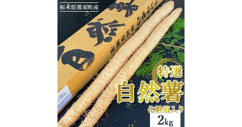 【ふるさと納税】那須町産 自然薯 2kg 化粧箱入り｜贈り物 とろろ とろろご飯 山芋 健康 国産 産地直送 那須 栃木県 那須町〔C-32〕