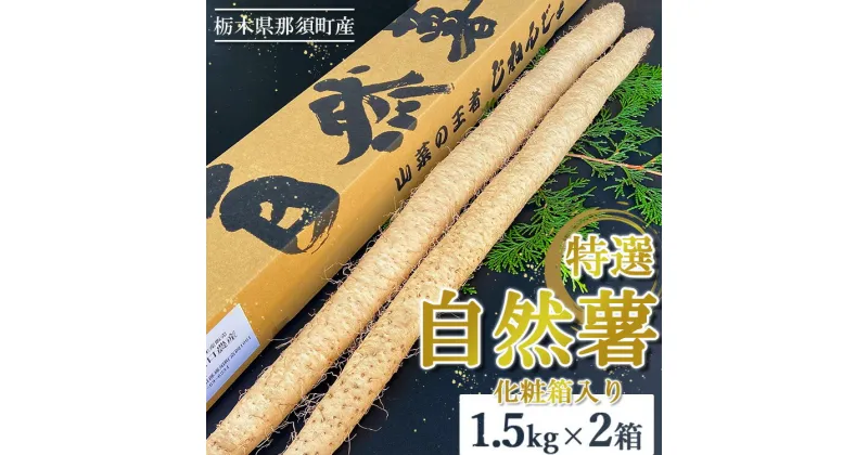 【ふるさと納税】那須町産 自然薯 1.5kg×2箱 化粧箱入り｜贈り物 とろろ とろろご飯 山芋 健康 国産 産地直送 那須 栃木県 那須町〔D-23〕