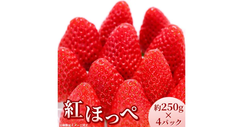 【ふるさと納税】【先行受付】紅ほっぺ 約250g×4パック　計約1kg〔P-221〕 | いちご イチゴ 苺 フルーツ 果物 デザート ストロベリー 那須 栃木県 那須町 ※2025年1月中旬頃より順次発送予定