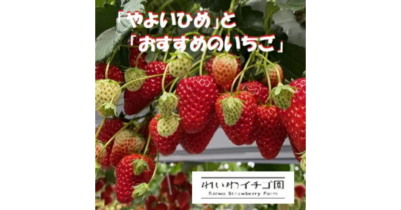 【ふるさと納税】R4-111 群馬県産【贈答用】「やよいひめ」と「おすすめのいちご」320g×3トレー　プレゼントにもおすすめ♪