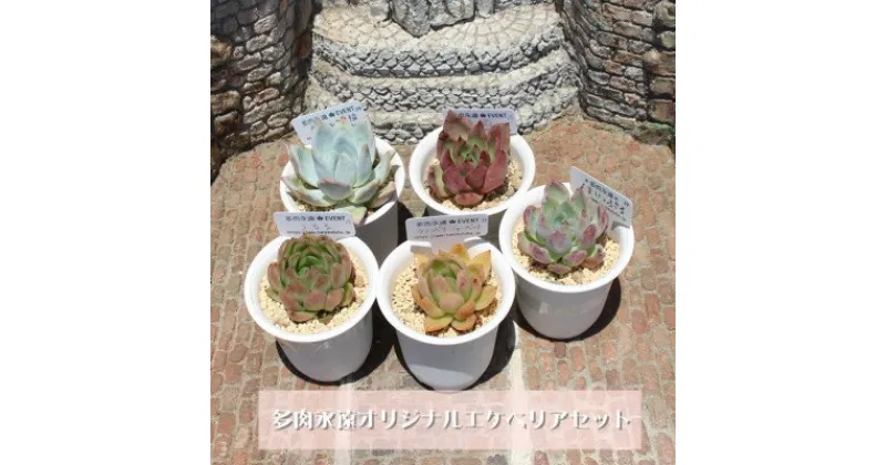 【ふるさと納税】多肉植物5種類 多肉永遠オリジナル名札付きエケベリアセット【1516862】