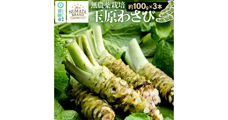 【ふるさと納税】ぬまたブランド農産物 玉原わさび 生ワサビ 3本 宮田農園