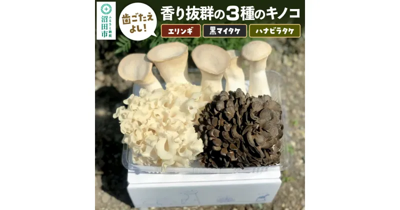 【ふるさと納税】歯ごたえよし！香り抜群の3種のきのこ（エリンギ、黒舞茸、ハナビラタケ）の詰め合わせ