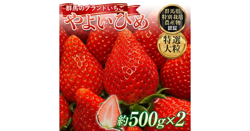 【ふるさと納税】 特選大粒 ブランドいちご「やよいひめ」朝摘みでお届け！1kg（500g×2） イチゴ 苺 果物 フルーツ くだもの デザート ケーキ作り 群馬県 渋川市 F4H-0159