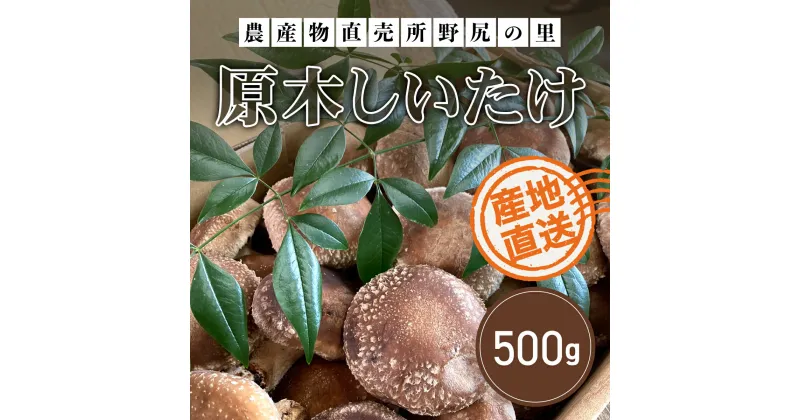 【ふるさと納税】【先行予約】原木しいたけ【500g】 ※数量限定 ANAR004 / しいたけ シイタケ 椎茸 野菜 きのこ キノコ 茸 数量限定 冬の味覚 国産 群馬県産 先行予約