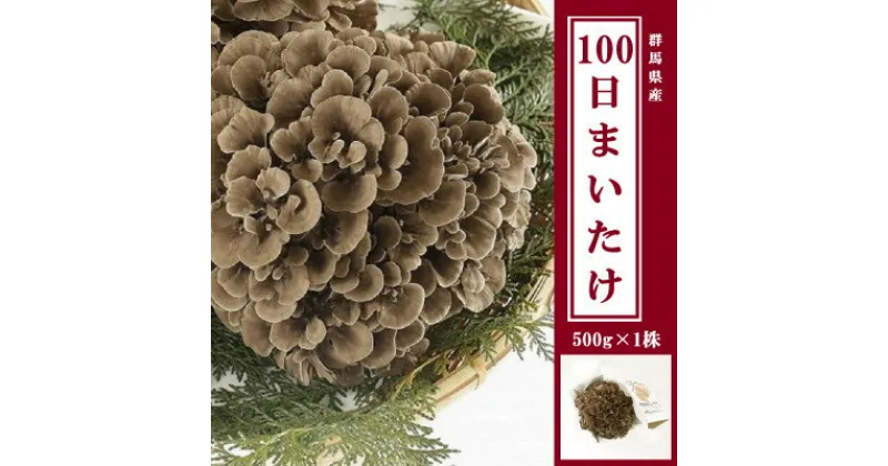 【ふるさと納税】100日まいたけ 500g×1株【配送不可地域：離島】【1267431】