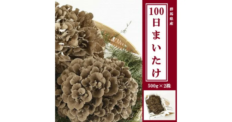 【ふるさと納税】100日まいたけ 500g×2株【配送不可地域：離島】【1267432】