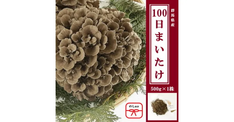 【ふるさと納税】【のし付き】100日まいたけ 500g×1株【配送不可地域：離島・沖縄県】【1429422】