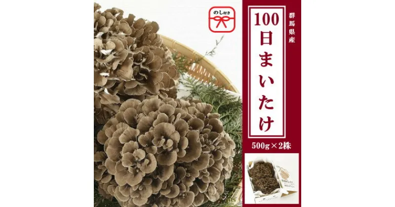 【ふるさと納税】【のし付き】100日まいたけ 500g×2株【配送不可地域：離島・沖縄県】【1429424】