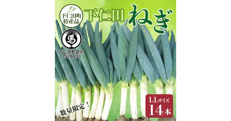 【ふるさと納税】下仁田町特産「下仁田ねぎ」LLサイズ 14本 小箱 とろける 甘い ねぎ ネギ 王様ねぎ 特産 栄養たっぷり ブランド 上州ねぎ すきやき F21K-014