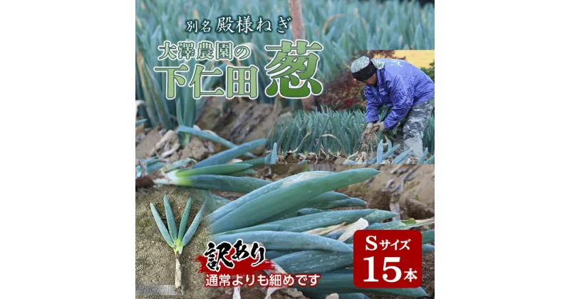 【ふるさと納税】訳あり（家庭用）別名“殿様ねぎ”　大澤農園の下仁田葱 Sサイズ15本 とろける 甘い ねぎ ネギ 王様ねぎ 特産 栄養たっぷり ブランド 上州ねぎ すきやき F21K-183