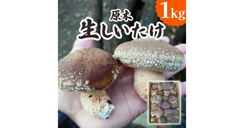 【ふるさと納税】[2024年12月より順次発送] 原木 生しいたけ 1kg｜シイタケ 椎茸 国産 産地直送 おんだファーム 甘楽町 先行予約 [0185]