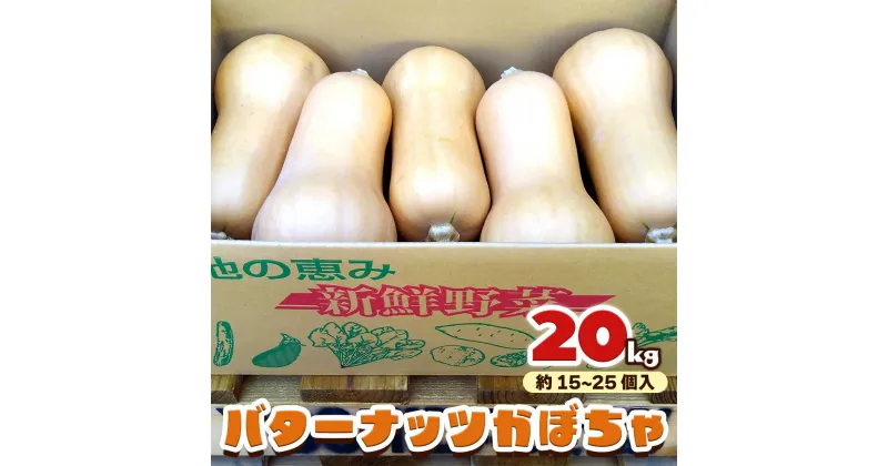 【ふるさと納税】バターナッツかぼちゃ 20kg [数量限定／期間限定] 9月初旬より順次発送｜南瓜 カボチャ 産地直送 農家直送 野菜 甘楽町産 群馬県産 吉田農場 [0215]