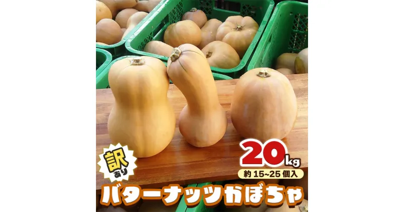 【ふるさと納税】[訳あり] バターナッツかぼちゃ 20kg【数量限定／期間限定】｜南瓜 カボチャ 産地直送 農家直送 野菜 訳あり品 甘楽町産 群馬県産 吉田農場 訳アリ ワケあり [0216]