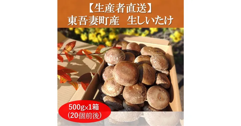 【ふるさと納税】生椎茸 約500g ×1箱 (20個前後) 野菜 きのこ しいたけ 椎茸 群馬県 キノコ 群馬県産 東吾妻町産 国産　 日本産 食材 国産椎茸 歯ごたえ 肉厚 鍋物 旨味 具材 鍋の具材 　お届け：2024年10月1日～2025年5月31日まで