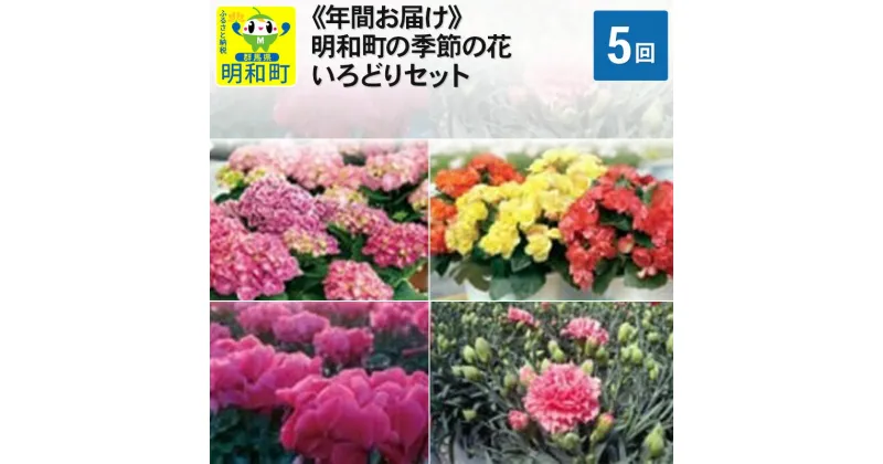 【ふるさと納税】明和町の季節の花いろどりセット【年間5回お届け】