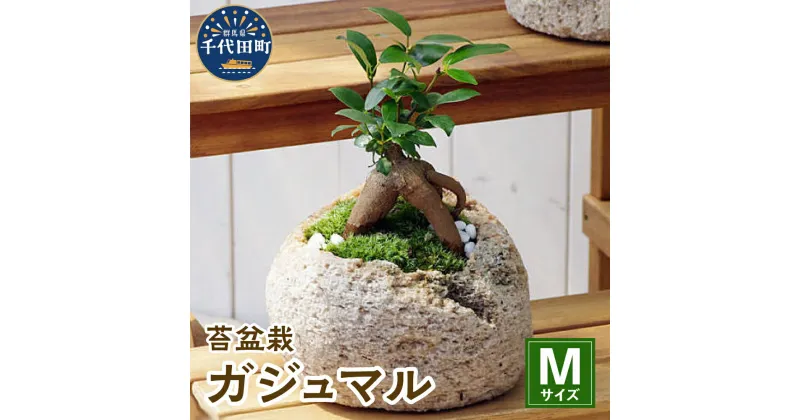 【ふるさと納税】観葉植物 苔 盆栽 ガジュマル Mサイズ 1鉢 抗火石 鉢植え インテリア 癒し プレゼント ギフト 贈答用 内祝い お祝い 送料無料 株式会社チャーム