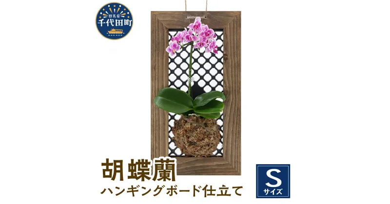 【ふるさと納税】観葉植物 洋ラン 胡蝶蘭 Sサイズ 1個 ハンギングボード仕立て 鉢 花 プレゼント ギフト 贈答用 送料無料 株式会社チャーム