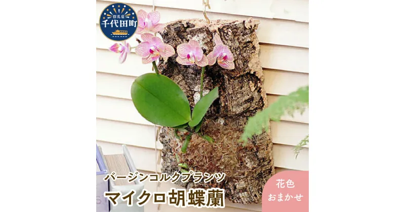 【ふるさと納税】観葉植物 バージンコルクプランツ マイクロコチョウラン 1個 花色おまかせ 胡蝶蘭 花 プレゼント ギフト 贈答用 送料無料 株式会社チャーム