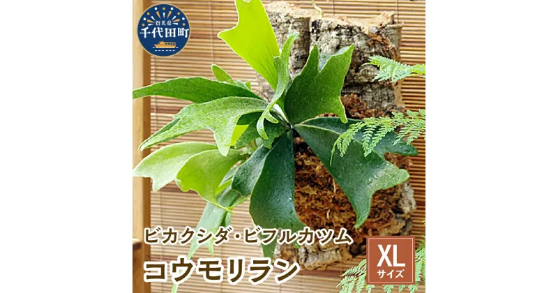 【ふるさと納税】観葉植物 バージンコルクプランツ コウモリラン ビカクシダ ビフルカツム XL サイズ 1個 趣味 インテリア ナチュラル 自然 緑 プレゼント ギフト 贈答用 送料無料 株式会社チャーム