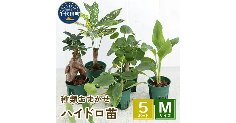 【ふるさと納税】観葉植物 おまかせ ハイドロ苗 6φ Mサイズ 5ポット 自然 風水 緑 趣味 人気 オススメ 初心者 玄関 リビング キッチン プレゼント ギフト 贈答用 送料無料 株式会社チャーム