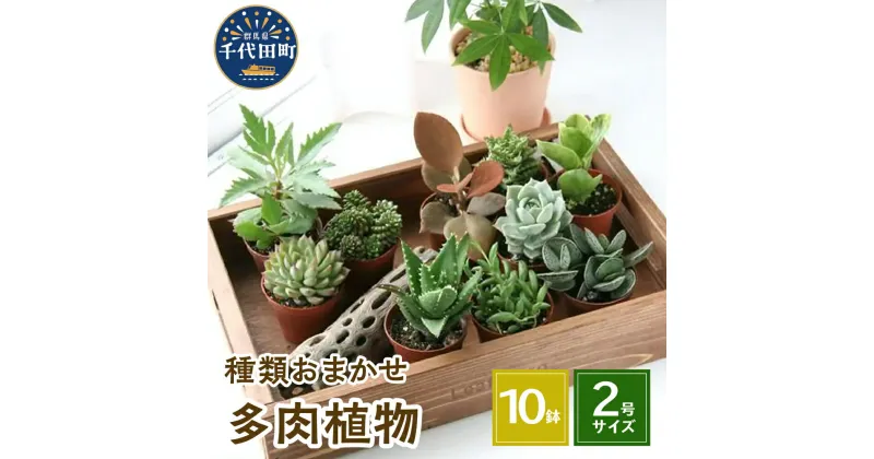 【ふるさと納税】観葉植物 おまかせ 多肉植物 2号 10鉢 可愛い ミニサイズ 人気 オススメ 趣味 インテリア ナチュラル 自然 風水 緑 プレゼント ギフト 贈答用 送料無料 株式会社チャーム