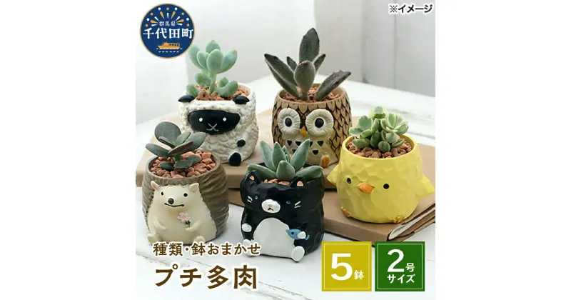 【ふるさと納税】観葉植物 プチ 多肉植物 リトル アニマル 5鉢 おまかせ かわいい 動物 セット プレゼント ギフト 贈答用 送料無料 説明書付き 株式会社チャーム