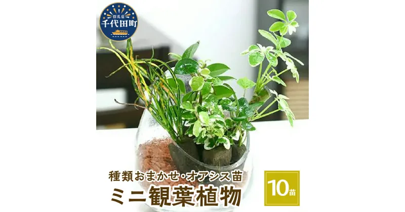 【ふるさと納税】観葉植物 ミニ観葉 おまかせ オアシス苗 10苗 インテリア ナチュラル 自然 リラクゼーション 室内栽培 プレゼント ギフト 贈答用 送料無料 株式会社チャーム