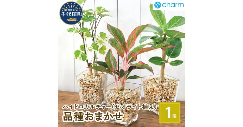 【ふるさと納税】観葉植物 品種おまかせハイドロカルチャー 9φサイズ ゼオライト植え（1個） インテリア ナチュラル リラクゼーション 室内栽培 プレゼント 送料無料 趣味 人気 オススメ 初心者 玄関 リビング 北海道冬季発送不可 株式会社チャーム