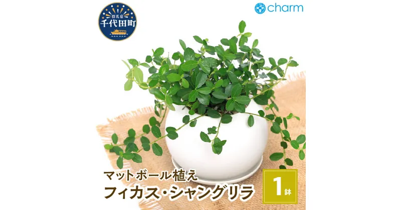 【ふるさと納税】観葉植物 フィカス シャングリラ つる性ガジュマル マットボールM植え（1鉢） インテリア ナチュラル 室内栽培 プレゼント 送料無料 趣味 人気 オススメ 初心者 玄関 リビング 受皿付 軽石砂 北海道冬季発送不可 株式会社チャーム