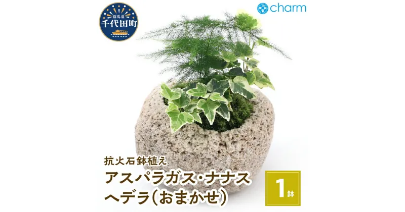 【ふるさと納税】観葉植物 苔盆栽 アスパラガス・ナナス＆ヘデラ おまかせ 抗火石鉢植え Mサイズ（1鉢） インテリア ナチュラル リラクゼーション 室内栽培 プレゼント 送料無料 趣味 人気 オススメ 初心者 玄関 リビング 苔 北海道冬季発送不可 株式会社チャーム