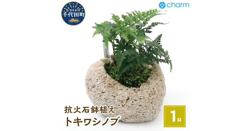 【ふるさと納税】観葉植物 苔盆栽 トキワシノブ 抗火石鉢植え Mサイズ（1鉢） インテリア ナチュラル リラクゼーション 室内栽培 プレゼント 送料無料 趣味 人気 オススメ 初心者 玄関 リビング 苔 北海道冬季発送不可 株式会社チャーム