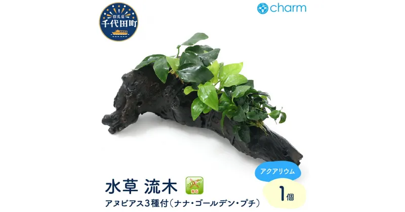 【ふるさと納税】水草 アヌビアス3種 ナナ ゴールデン プチ 付流木 Lサイズ 約25cm 水上葉 1本 インテリア ナチュラル 自然 リラクゼーション 室内栽培 プレゼント 送料無料 趣味 人気 オススメ 初心者 玄関 リビング キッチン 水槽 アクアリウム 株式会社チャーム