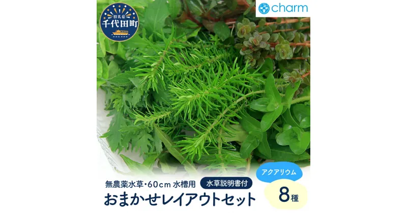 【ふるさと納税】水草 おまかせ水上葉 レイアウトセット 60cm 水槽用 8種 無農薬 1パック インテリア ナチュラル 自然 リラクゼーション 室内栽培 プレゼント 送料無料 趣味 緑 人気 オススメ 初心者 玄関 リビング 水槽 アクアリウム 説明書付 株式会社チャーム