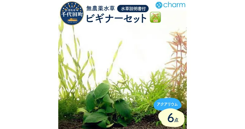 【ふるさと納税】水草 ビギナー6点セット 無農薬 1パック インテリア ナチュラル 自然 リラクゼーション 室内栽培 プレゼント 送料無料 趣味 緑 人気 オススメ 初心者 玄関 リビング キッチン 水槽 アクアリウム 説明書付 株式会社チャーム