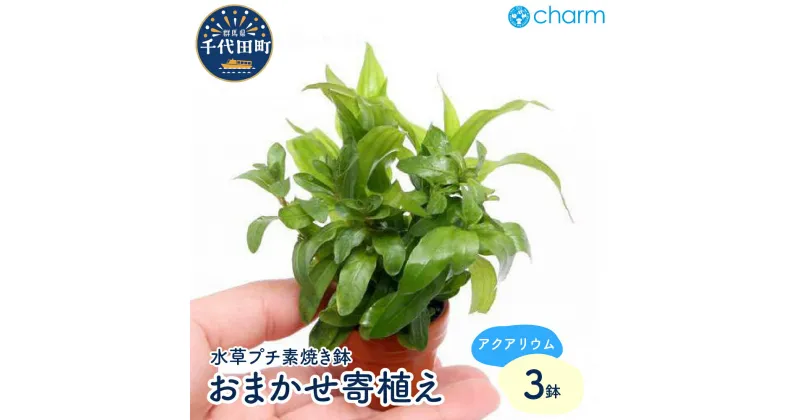 【ふるさと納税】水草 プチ素焼き鉢 おまかせ寄せ植えミックス 新緑 水上葉 無農薬 3鉢 インテリア ナチュラル 自然 リラクゼーション 室内栽培 プレゼント 送料無料 趣味 緑 人気 オススメ 初心者 玄関 リビング キッチン 水槽 アクアリウム 株式会社チャーム